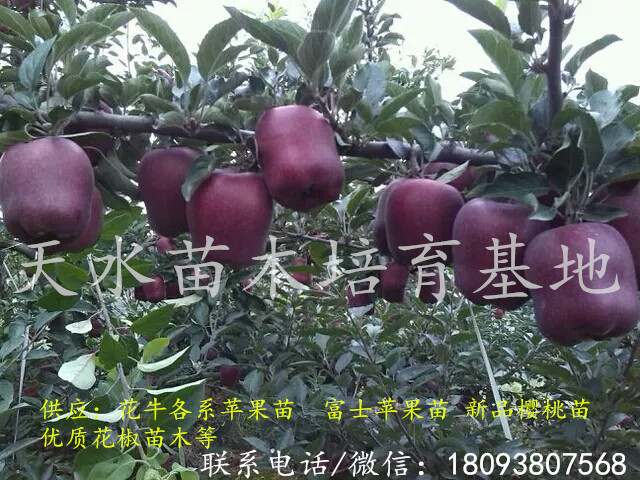 天水花牛蘋果苗花牛蘋果價格 哪里有*花牛蘋果樹苗