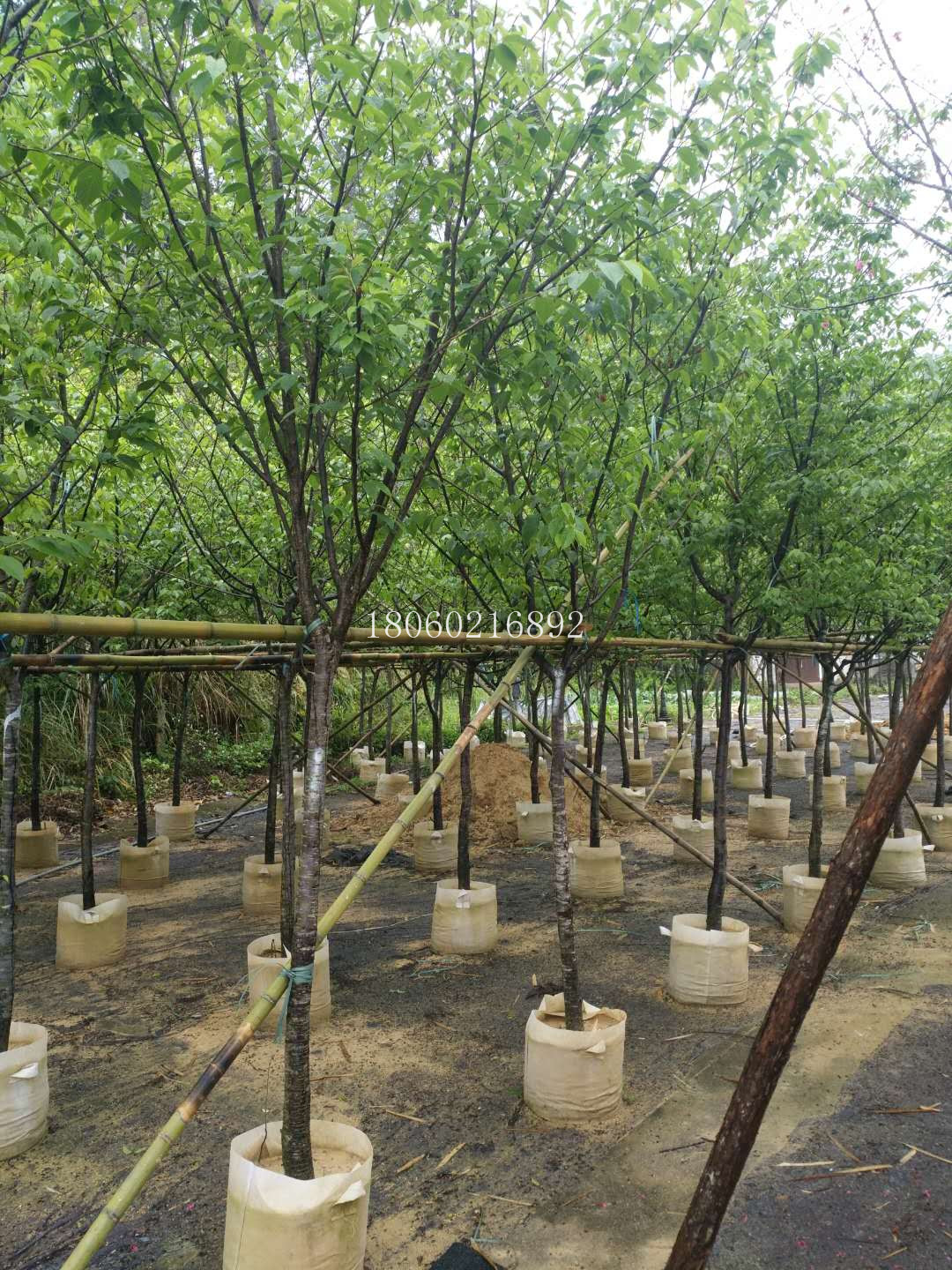 福建莆田山櫻花，主營福建莆田山櫻花，福建莆田山櫻花直銷，福建莆田山櫻花價(jià)格，福建莆田山櫻花供應(yīng)