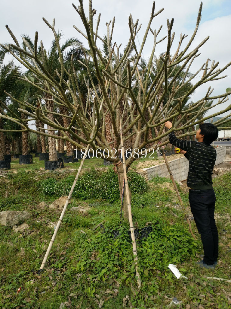 湖南雞蛋花基地，湖南雞蛋花批發(fā)，湖南雞蛋花供應(yīng)，湖南雞蛋花采購(gòu)，湖南雞蛋花*