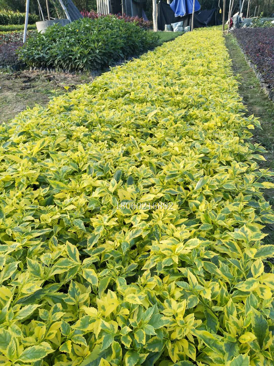 海南金邊假連翹供應(yīng)，海南金邊假連翹基地，海南金邊假連翹直銷，海南金邊假連翹*，海南金邊假連翹報(bào)價(jià)
