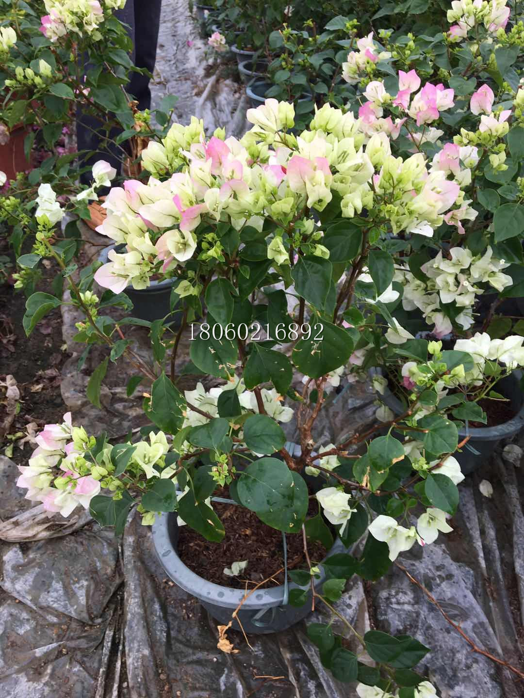 重慶櫻花三角梅價(jià)格，重慶櫻花三角梅盆栽，重慶櫻花三角梅采購(gòu)，重慶櫻花三角梅*，重慶櫻花三角梅嫁接