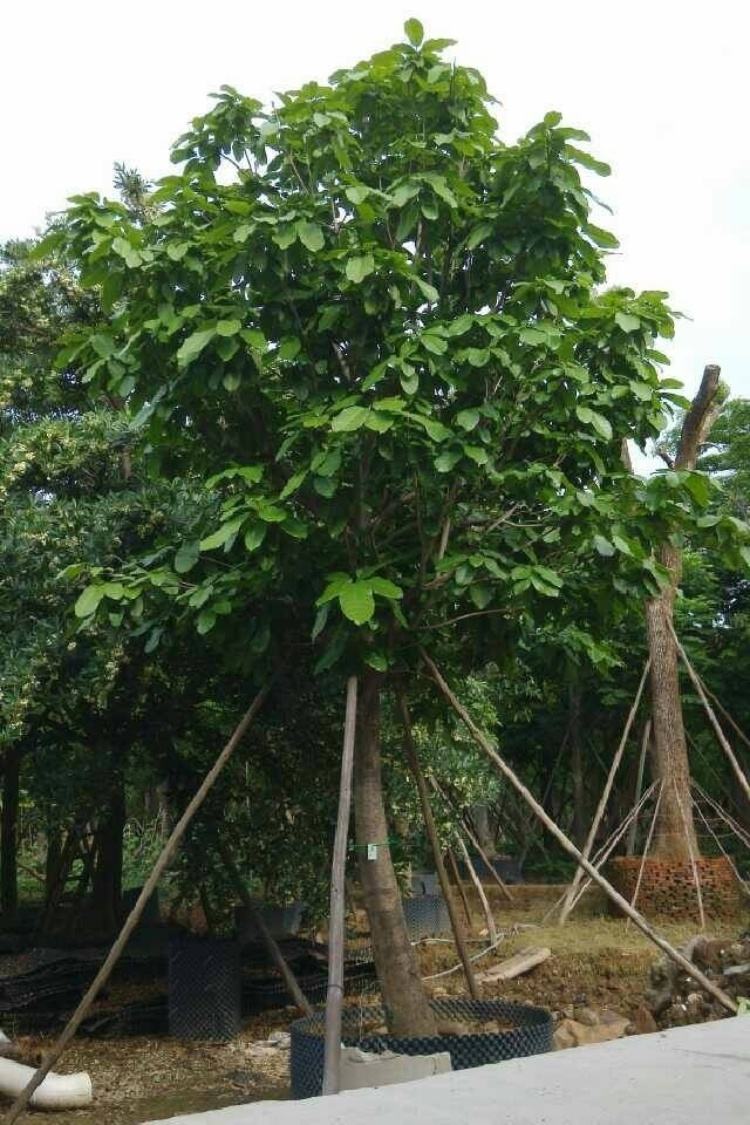 廣西萍婆基地 橫縣優(yōu)質(zhì)萍婆基地 橫縣優(yōu)質(zhì)萍婆價格 橫縣優(yōu)質(zhì)萍婆批發(fā) 橫縣萍婆哪家好 萍婆怎么種植