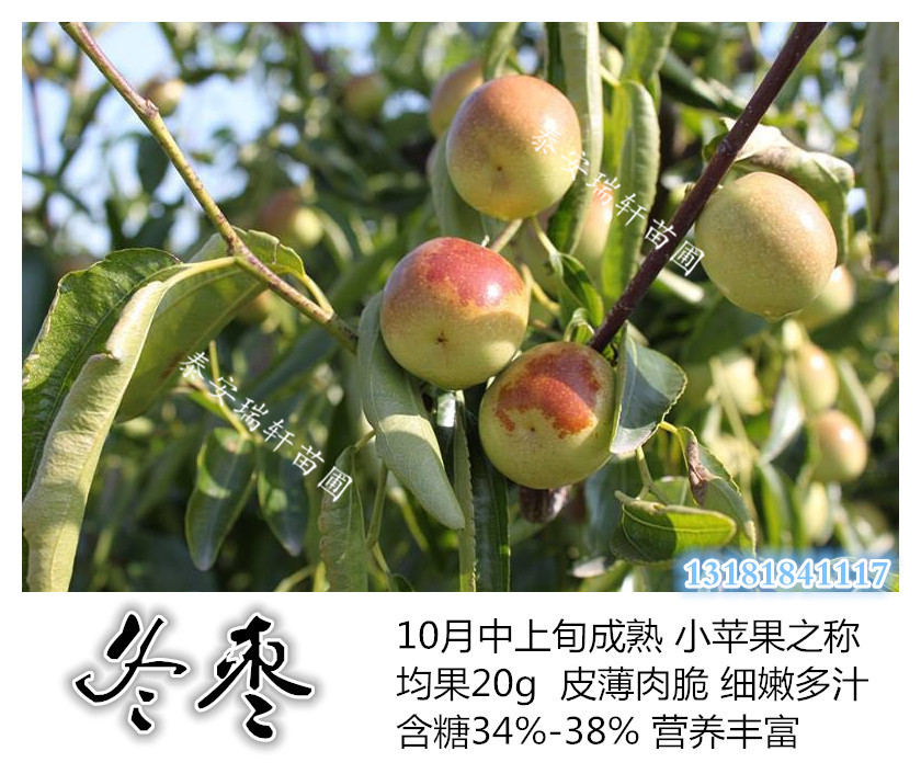 當(dāng)年生2年生3年生冬棗樹苗批發(fā)/冬棗苗價格量大優(yōu)惠！