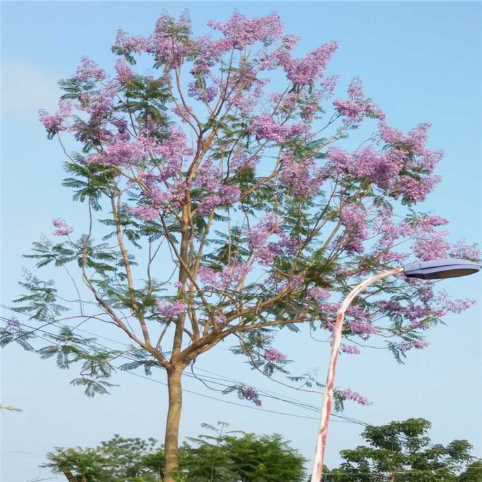 藍(lán)花楹 橫縣藍(lán)花楹樹(shù) 橫縣藍(lán)花楹樹(shù)價(jià)格 橫縣優(yōu)質(zhì)藍(lán)花楹批發(fā) 橫縣藍(lán)花楹樹(shù)基地 橫縣藍(lán)花楹樹(shù)基地直銷(xiāo)