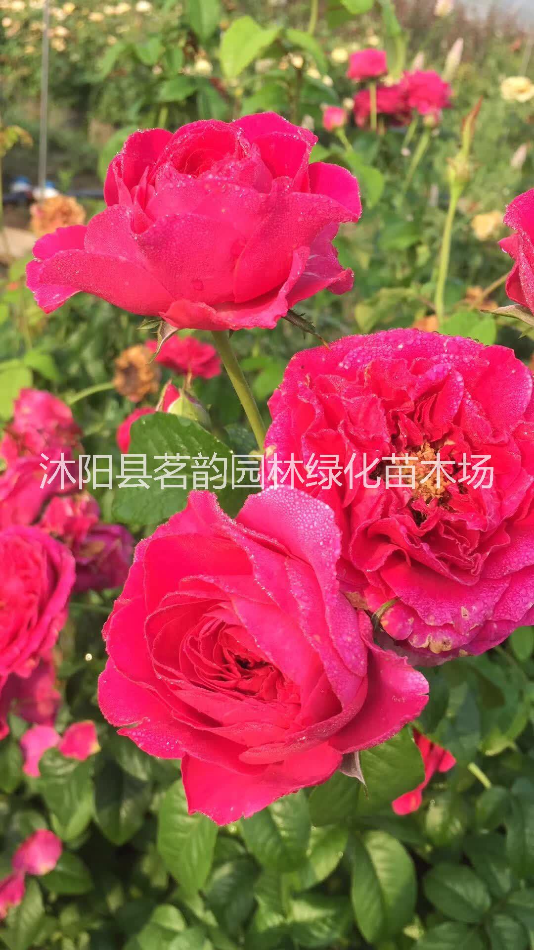 江蘇金鳳凰牡丹苗基地 茗韻綠化牡丹苗供應(yīng) 金鳳凰牡丹苗批發(fā)