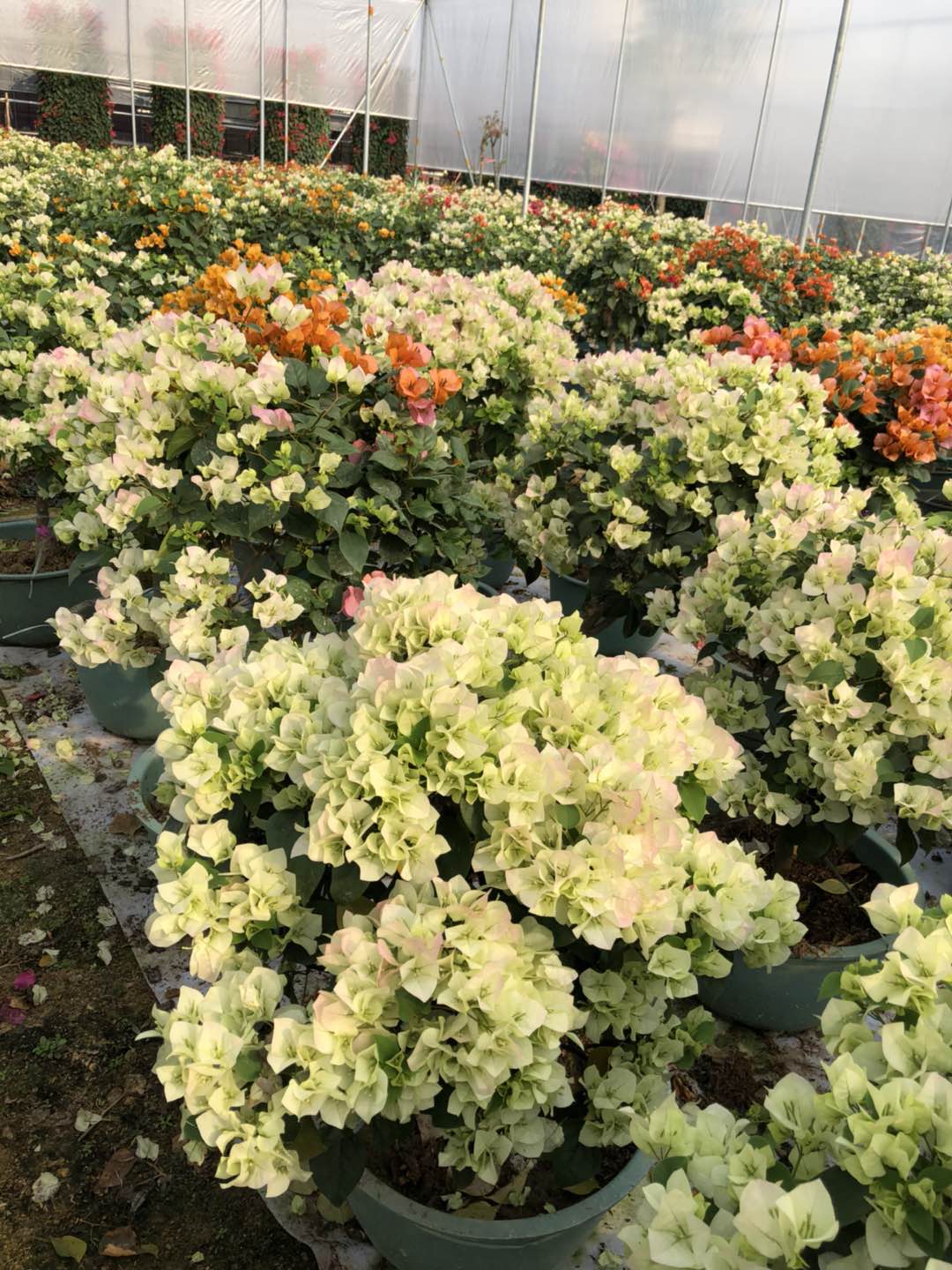 供應(yīng)福建漳州三角梅價格，福建漳州三角梅批發(fā)，福建漳州三角梅種植基地