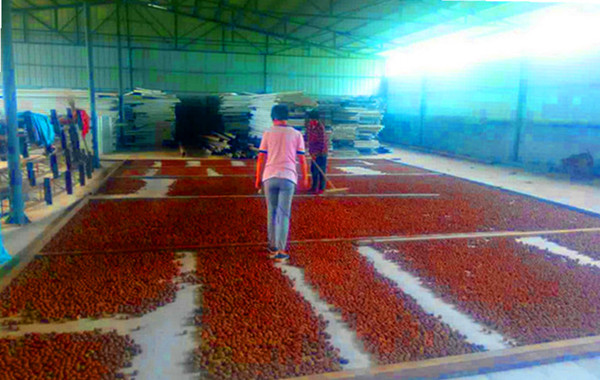 供應美國黑核桃種子