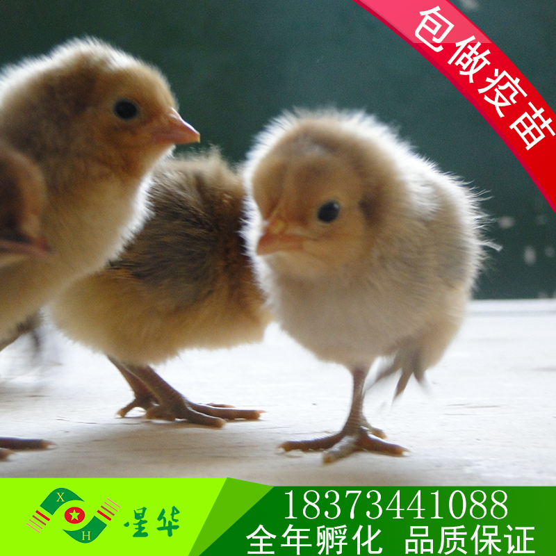 青腳土雞苗批發(fā) 優(yōu)質(zhì)土雞雞苗  優(yōu)質(zhì)青腳土雞苗 雞苗孵化場(chǎng) 湖南雞苗