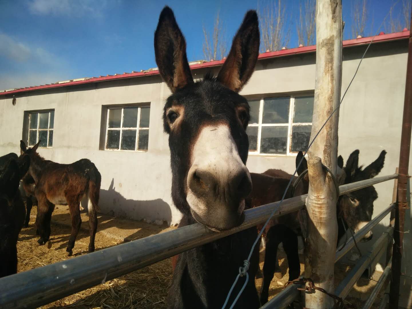 驢飼料，好驢飼料 只做好驢飼料——山東在路上