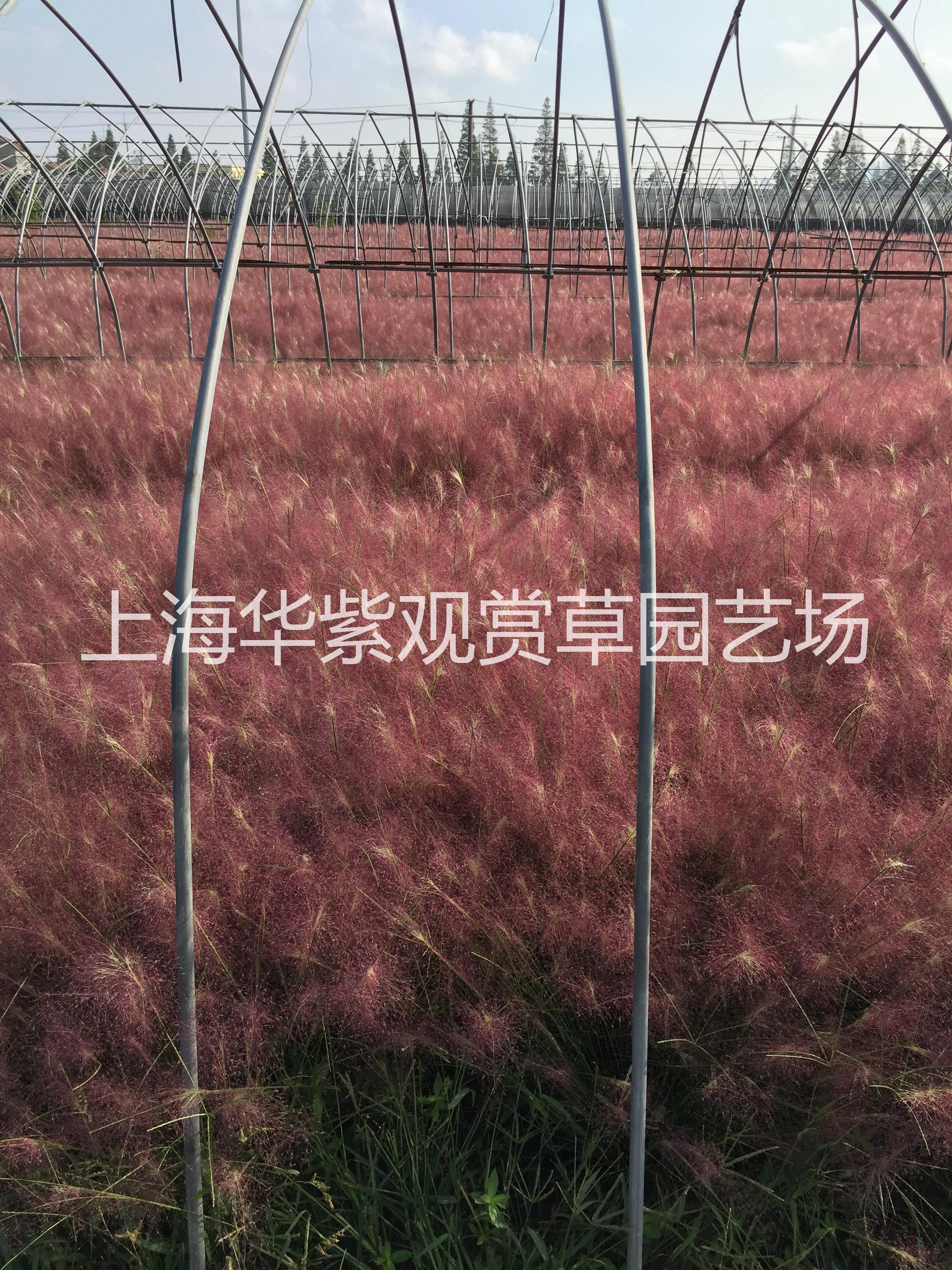 供應(yīng)粉黛亂子草