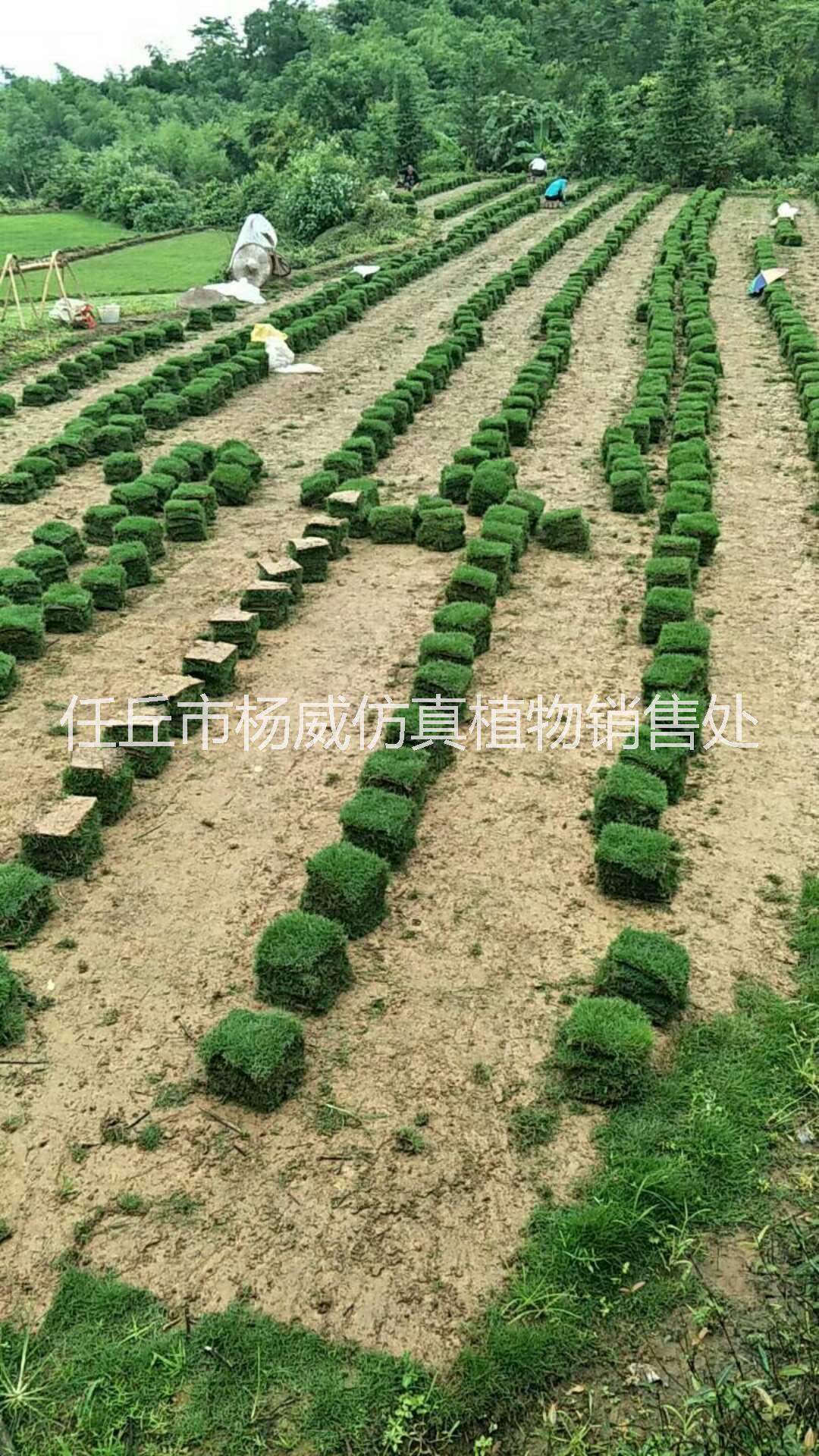 貴州草皮供應(yīng)商  貴州草皮  貴州草皮  貴州草皮 貴州草皮批發(fā)商