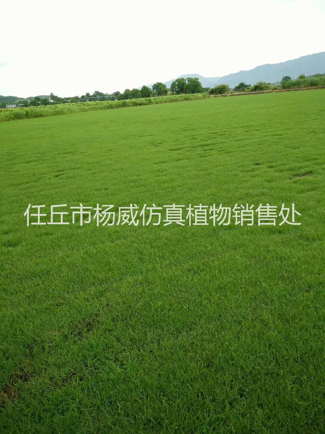 馬尼拉草皮供應(yīng)商  馬尼拉草皮出售  馬尼拉草皮大量供應(yīng)