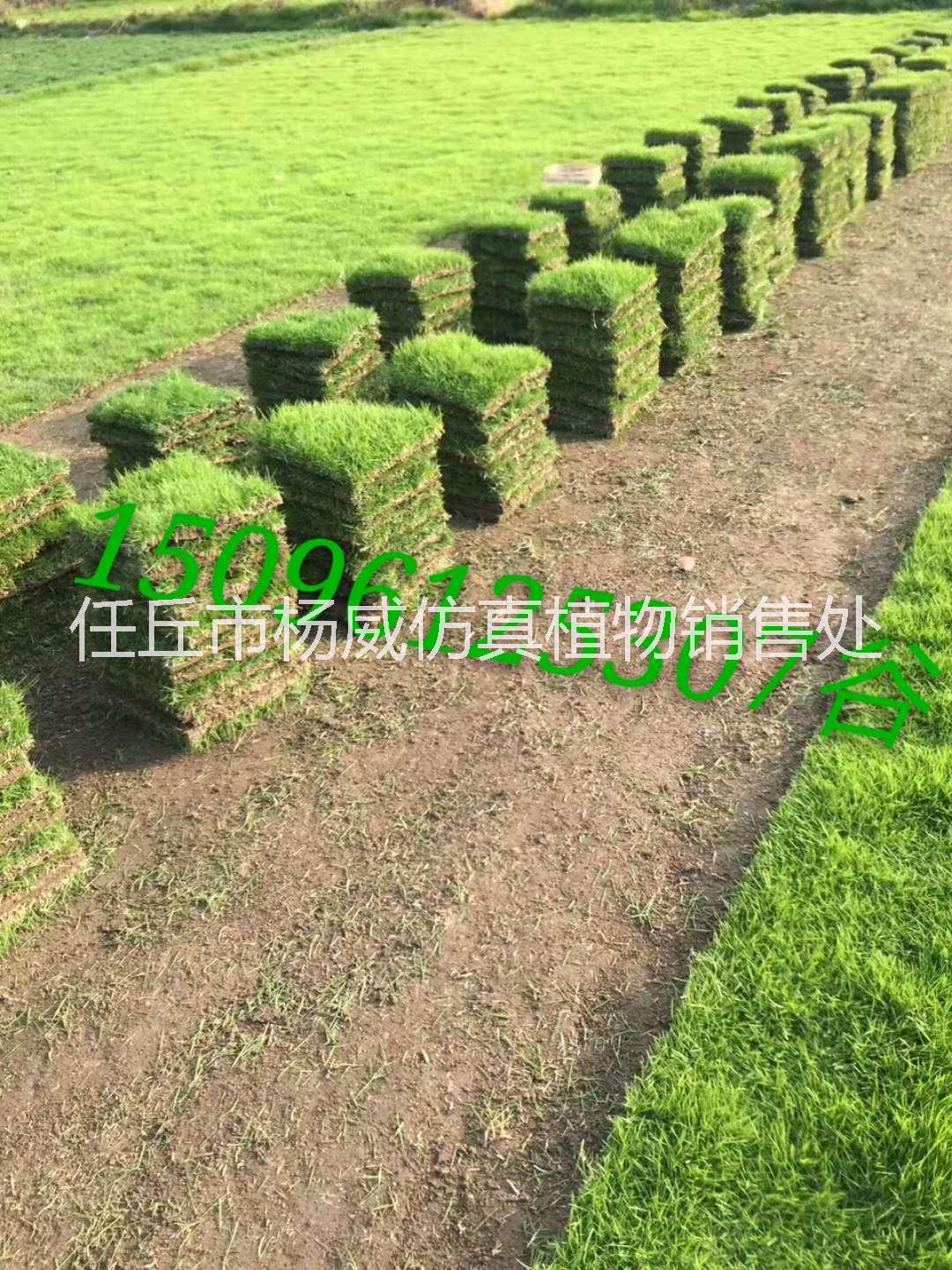 馬尼拉草皮供應(yīng)商  馬尼拉草皮出售  馬尼拉草皮大量供應(yīng)