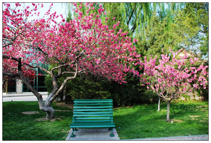 碧桃 碧桃批發(fā) 碧桃供應(yīng)商 碧桃批發(fā)商