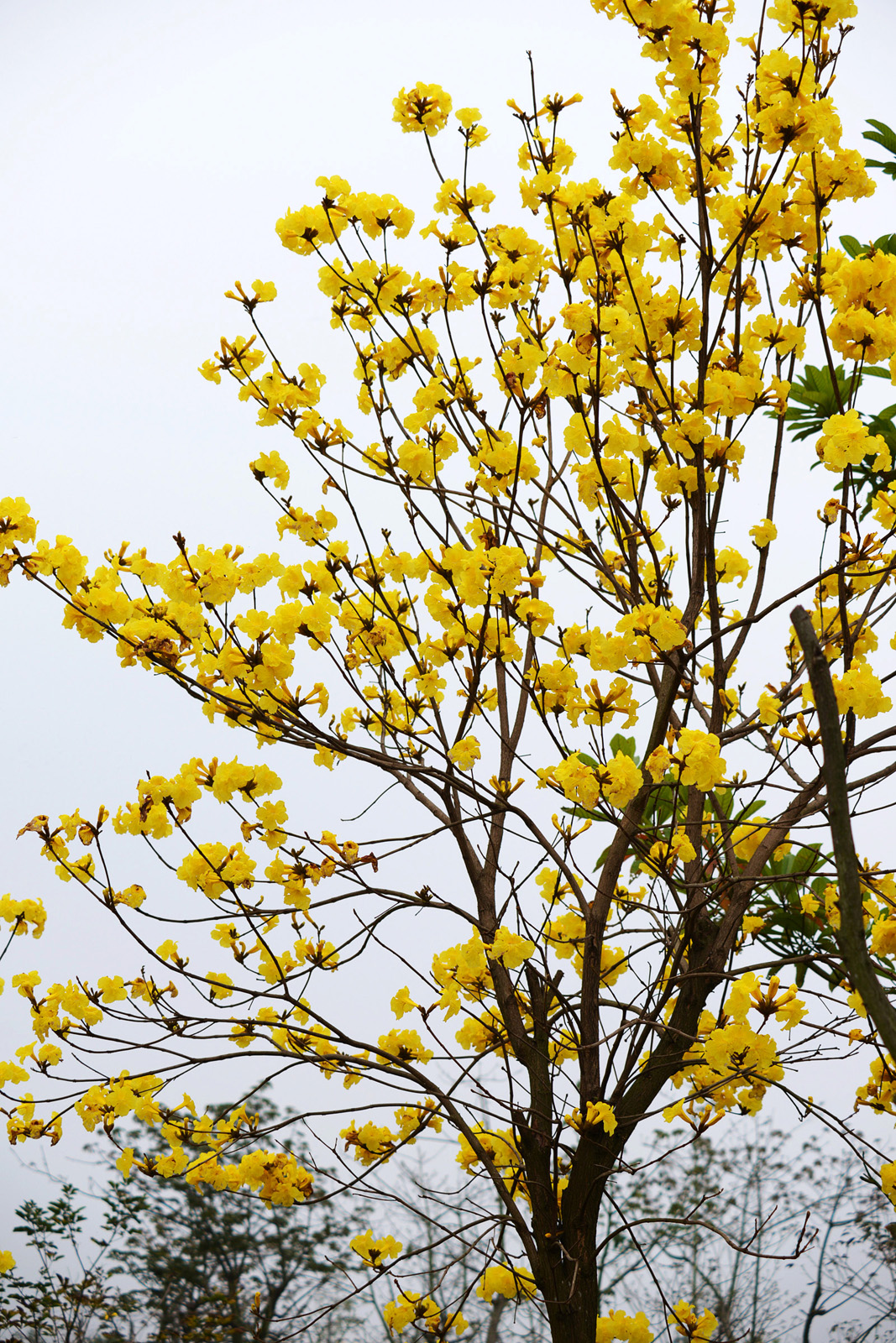 黃花風(fēng)鈴木 黃花風(fēng)鈴木批發(fā) 黃花風(fēng)鈴木供應(yīng)商