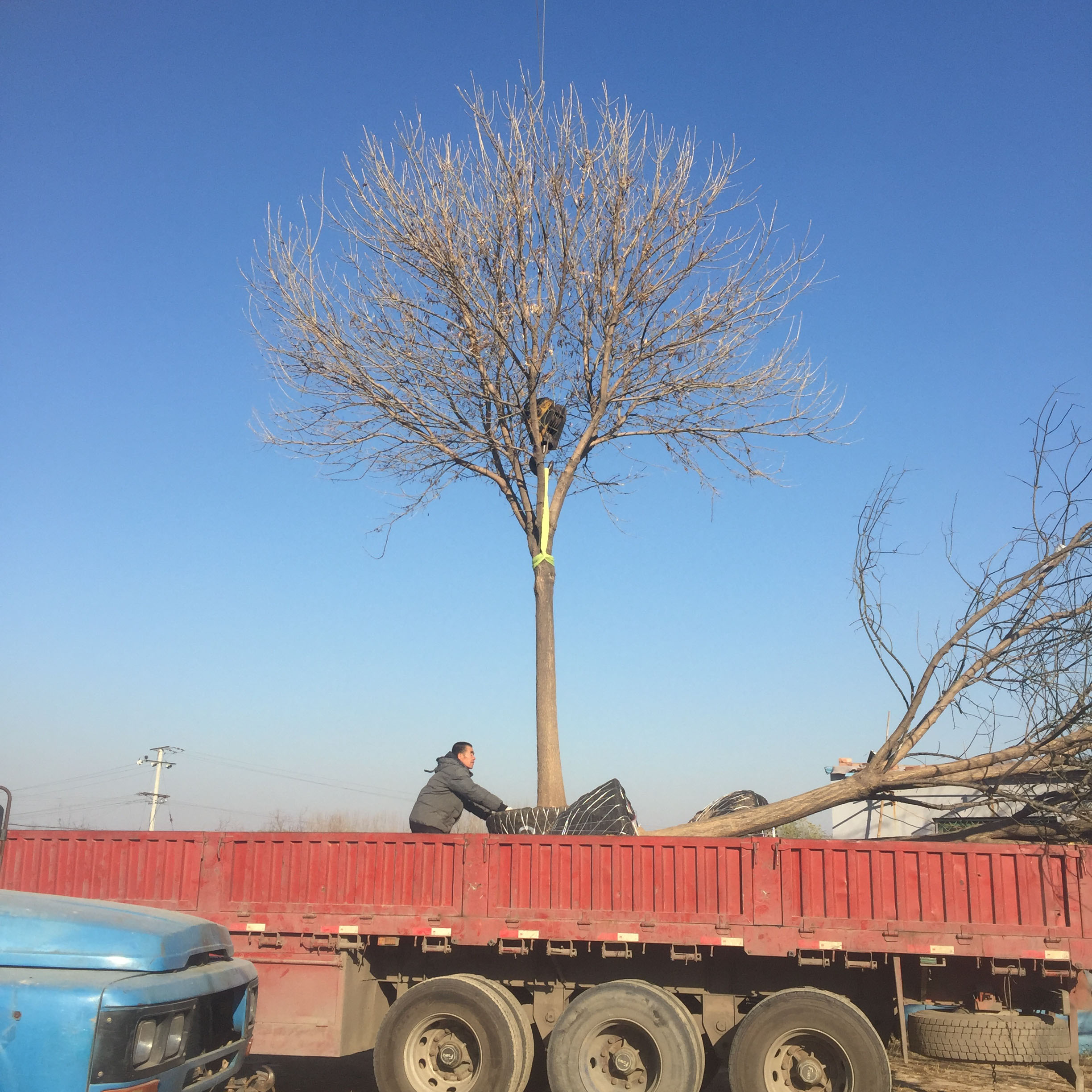 供應(yīng)國槐基地批發(fā)15公分的國槐 滄州國槐15公分 15cm國槐