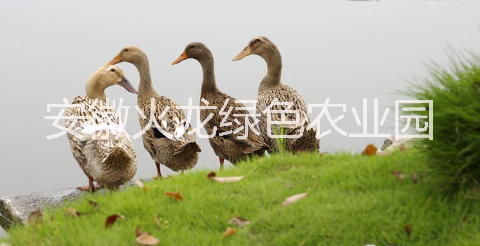 安徽麻鴨批發(fā)|安徽麻鴨價格|安徽麻鴨哪里有|安徽麻鴨報價
