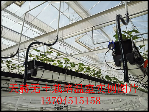溫室植物無土栽培是怎么實現的