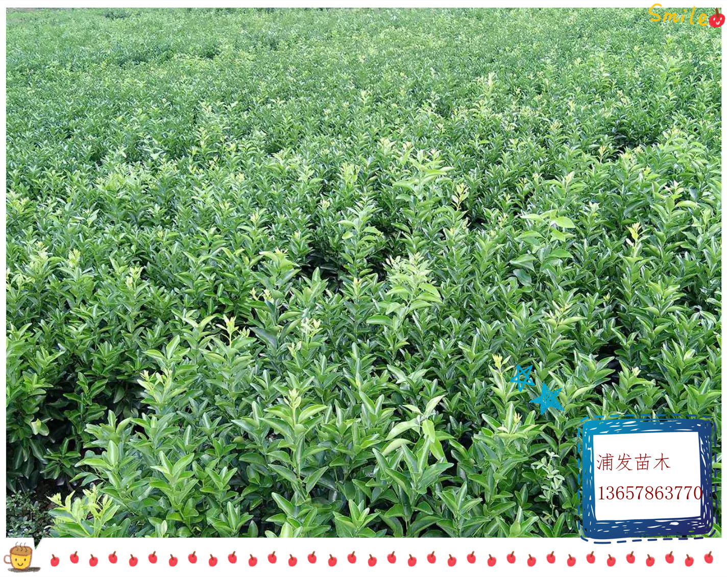 沙糖桔|沙糖桔樹苗供應(yīng)商|沙糖桔價(jià)格|沙糖桔苗電話