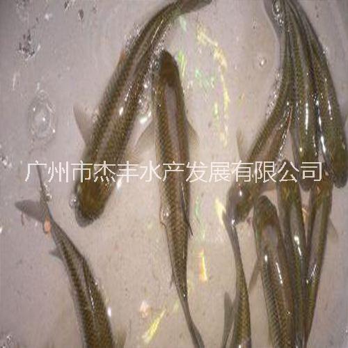 廣東江西單性全紅黃骨魚苗直銷廣州單性全紅黃骨魚苗批發(fā)