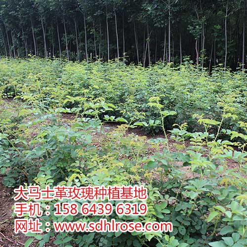 江蘇省無錫市大馬士革玫瑰精油市場報價