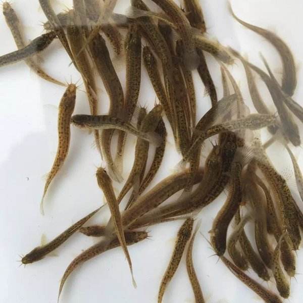 廣州泥鰍苗直銷價格廣州泥鰍苗供應(yīng)商廣州泥鰍苗批發(fā)