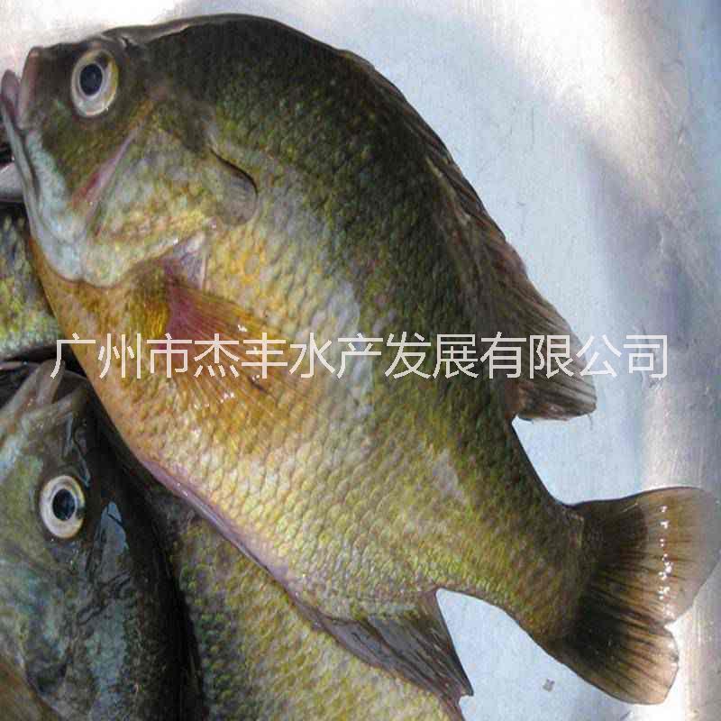 廣東太陽魚魚苗批發(fā)清遠太陽魚魚苗養(yǎng)殖場江西太陽魚魚苗供應商
