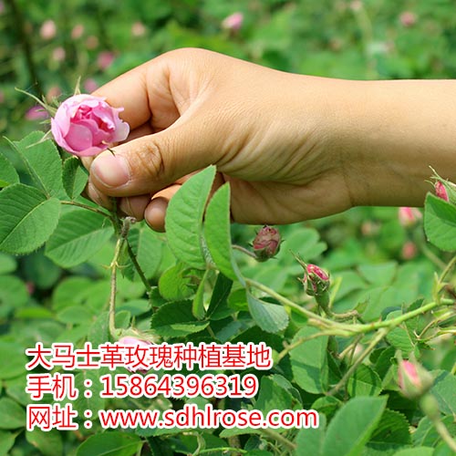 山東玫瑰精油 玫瑰精油廠家 玫瑰精油直銷 玫瑰精油批發(fā)商 玫瑰精油廠家直銷  精油報(bào)價(jià)