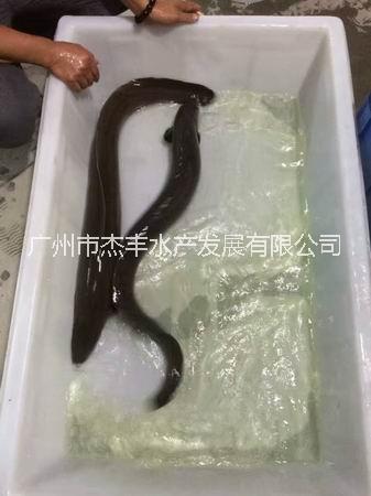 廣州花鰻魚苗批發(fā)廣州花鰻魚苗哪家好湖南花鰻魚苗批發(fā)