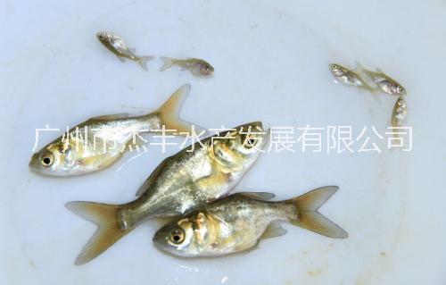 廣州縮骨大頭魚苗批發(fā)廣州縮骨大頭魚苗價(jià)格廣州縮骨大頭魚苗廠家