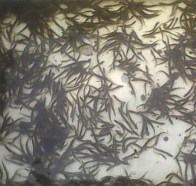 廣州泥鰍苗直銷價格廣州泥鰍苗供應(yīng)商廣州泥鰍苗批發(fā)