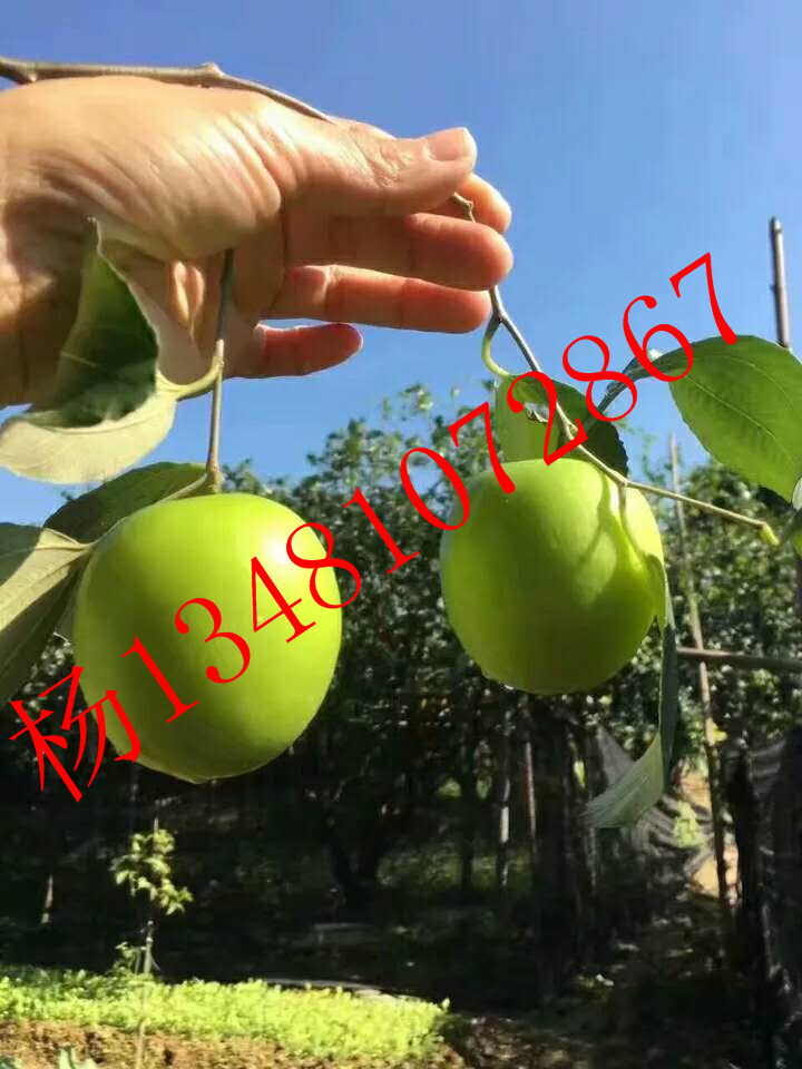 廣西蘋果棗報(bào)價(jià) 廣西臺(tái)灣蘋果棗果苗  廣西蘋果棗苗供貨商