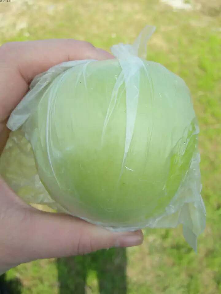 廣西蜜棗王苗種植 廣西蜜棗王苗批發(fā) 廣西蜜棗王苗供應 廣西蜜棗王苗場