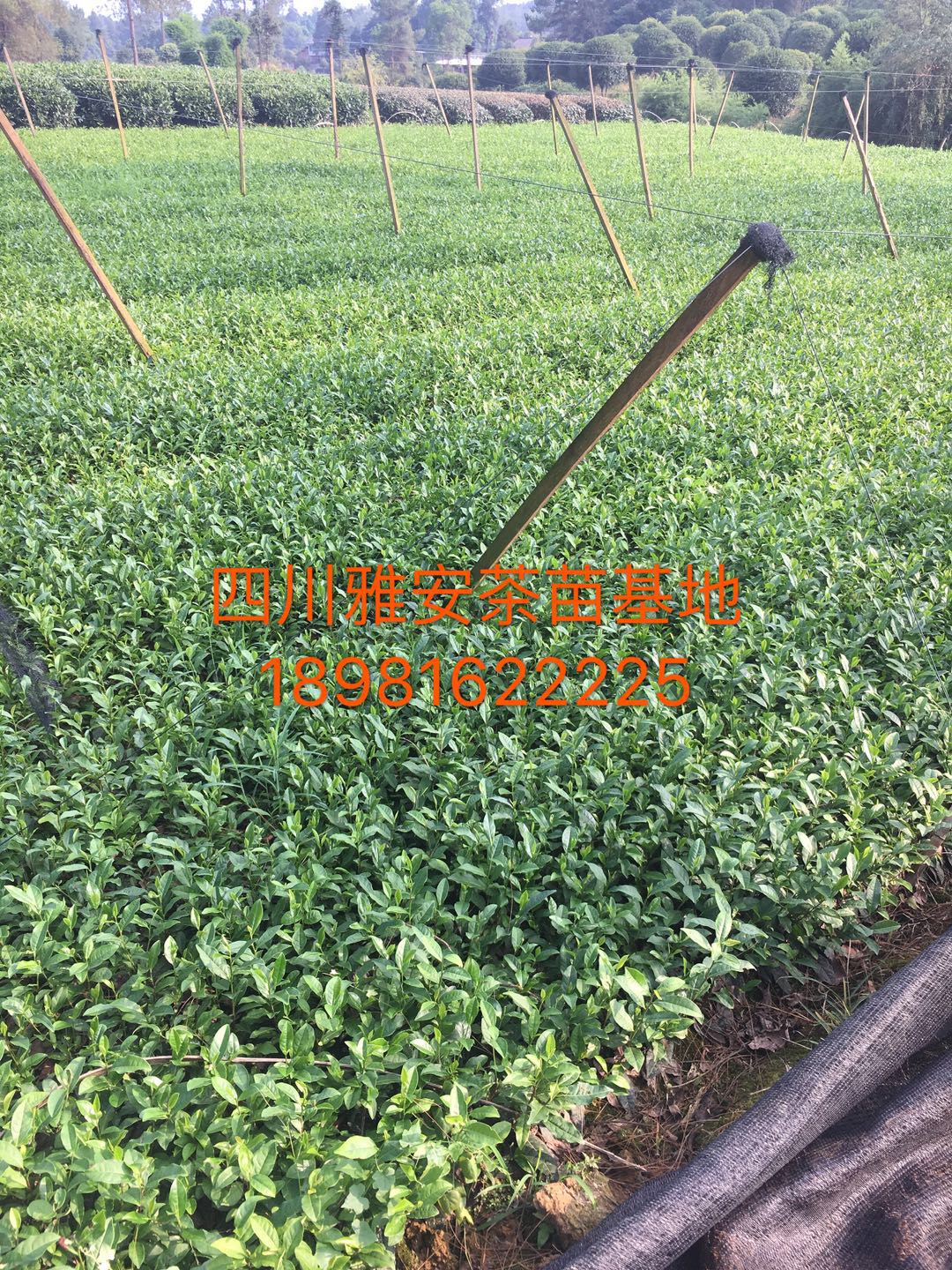 四川黃金芽茶苗哪里買|四川黃金芽茶苗批發(fā)價(jià)格|四川茶苗專業(yè)種植基地