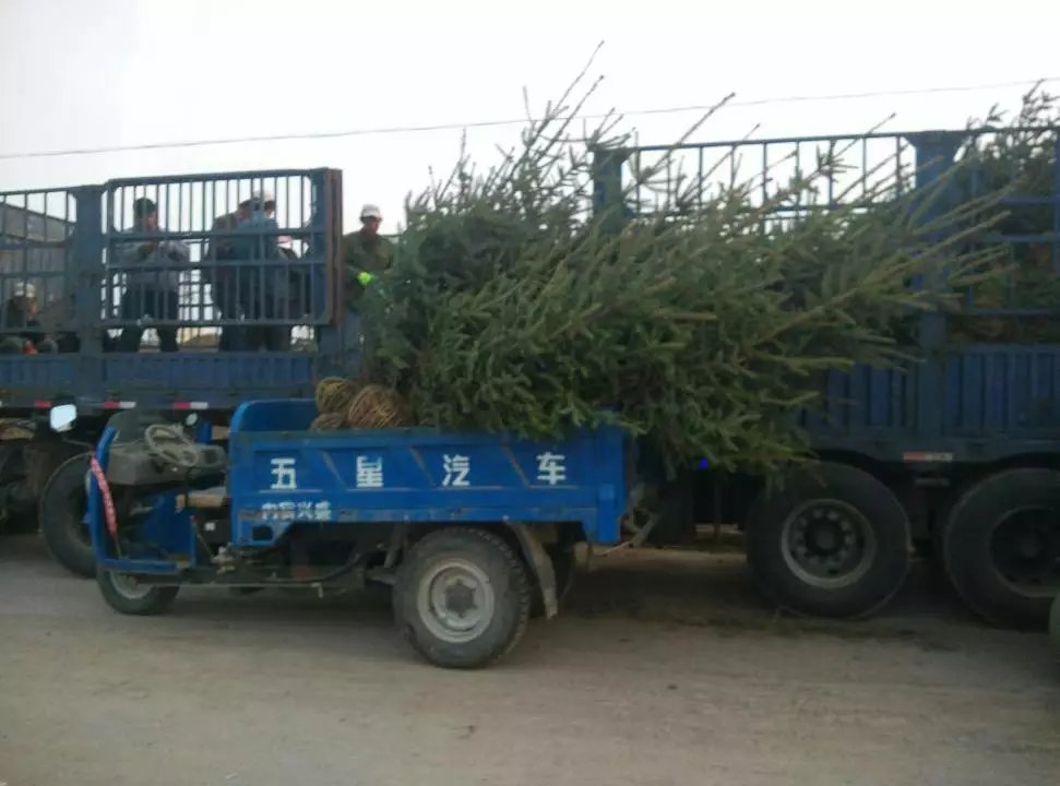 甘肅1米1.2米2米3米4米，甘肅云杉、內(nèi)蒙西藏云杉、臨洮云杉