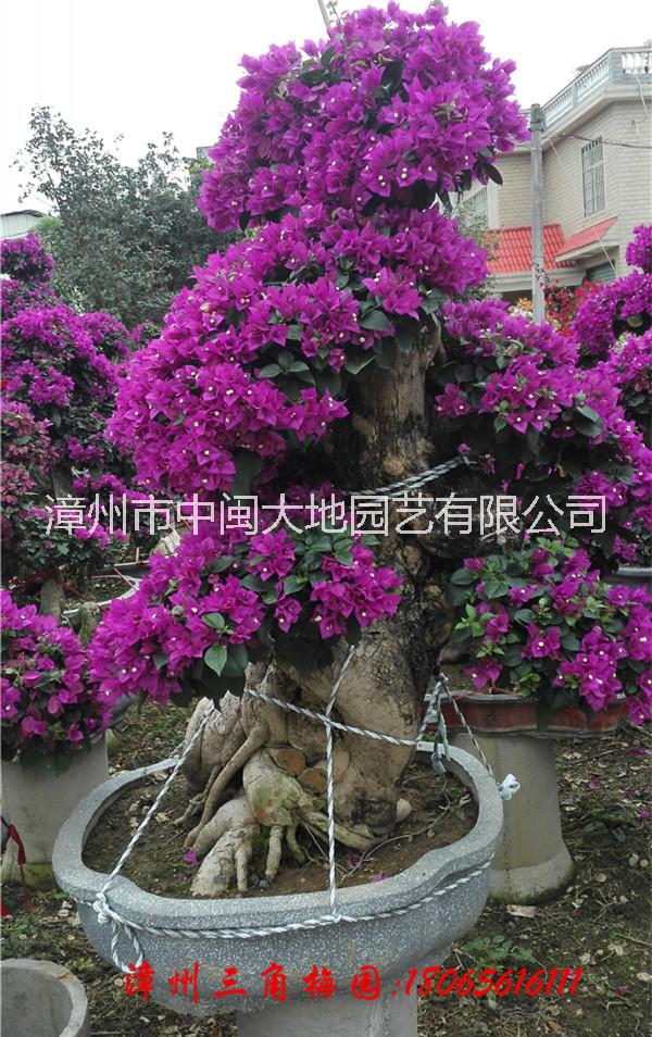自然型紫色花三角梅盆景  三角梅價格 現(xiàn)貨供應三角梅