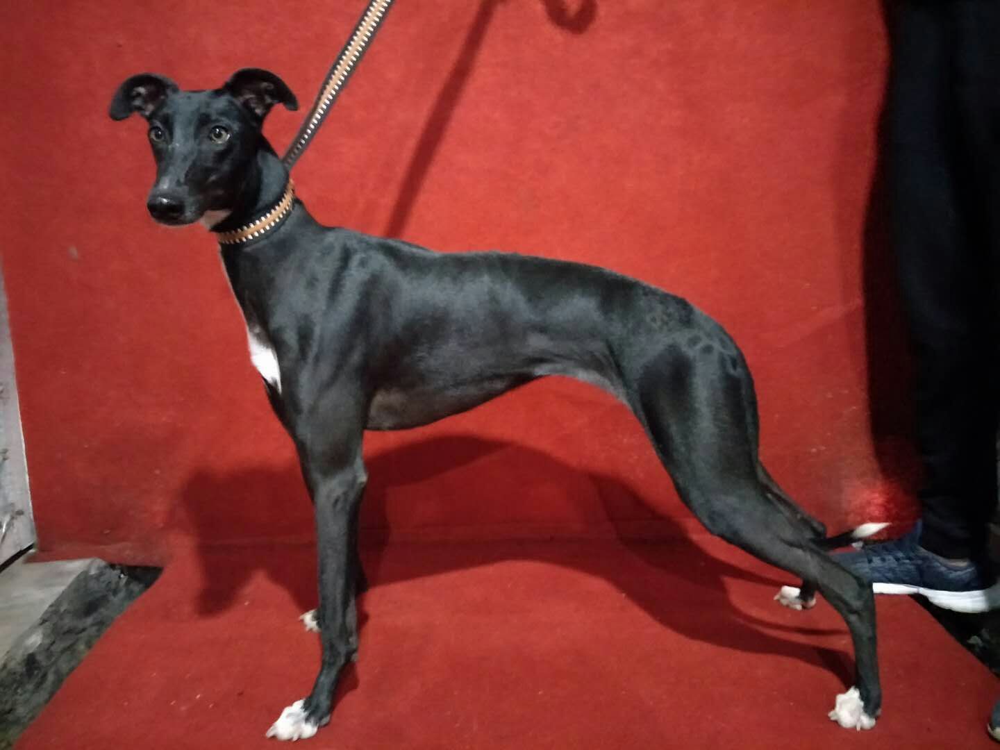 供應(yīng)大小格力犬 靈緹犬 惠比特 格力犬活體純種 格力犬幼犬價(jià)格 格力犬活體純種 格力犬幼犬價(jià)格