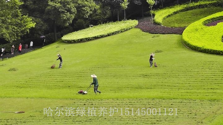 大慶綠植租賃花卉租擺15145001121黑龍江草坪鋪設(shè)修剪養(yǎng)護