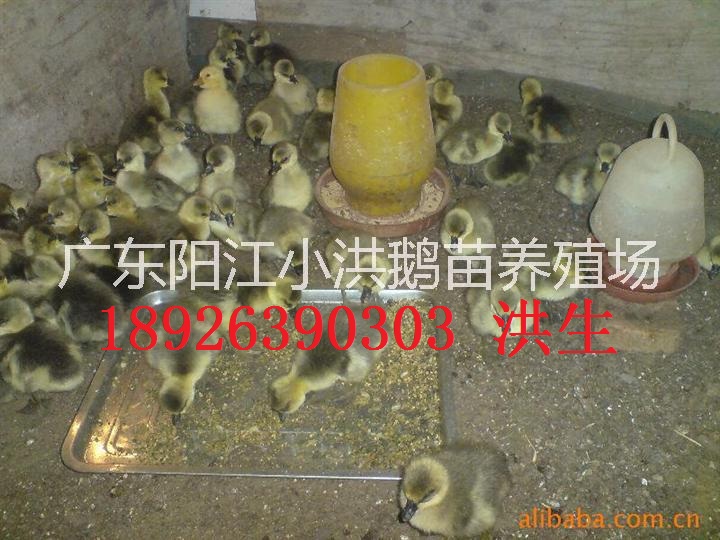 廣東陽江鵝苗 廣東獅頭鵝苗 陽江市獅頭鵝苗 廣東獅頭鵝苗價錢