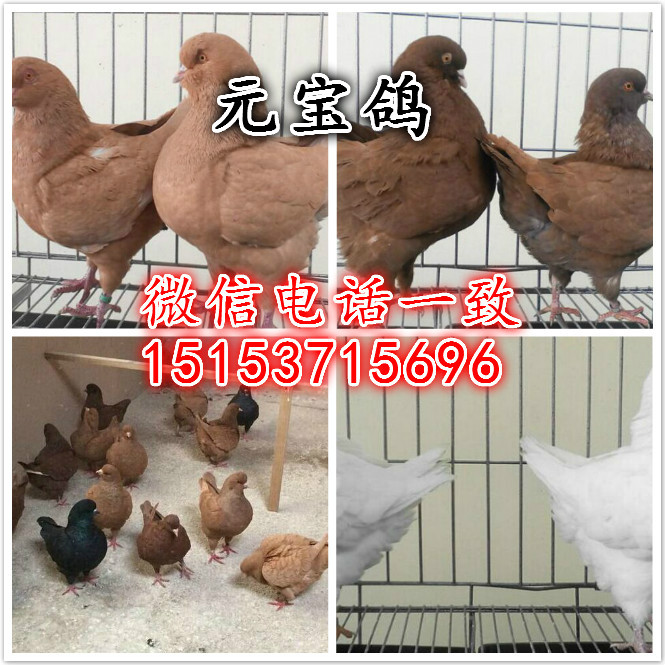 供應元寶鴿種鴿 元寶鴿價格黑色種鴿報價