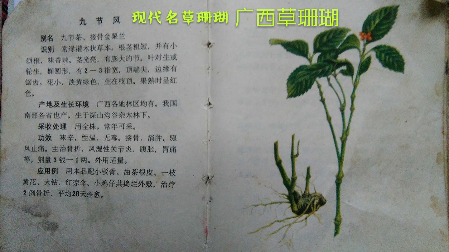 廣西農(nóng)家草珊瑚種子 草珊瑚育苗批發(fā)價(jià)格 草珊瑚苗圃種植基地