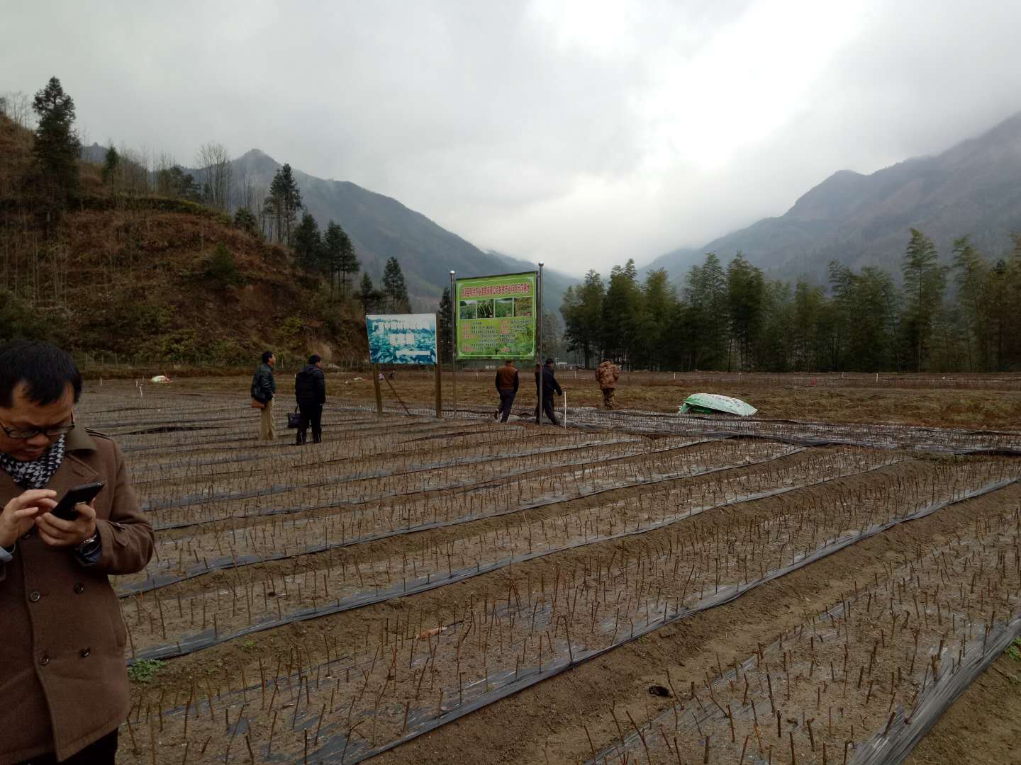 吳茱萸苗價格，吳茱萸苗批發(fā)，吳茱萸苗種植基地