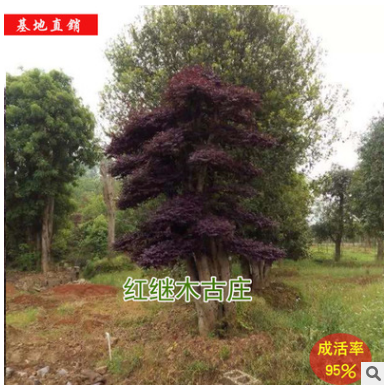 【基地直銷(xiāo)】苗圃直銷(xiāo)供應(yīng) 需求紅繼木古莊