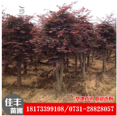 【基地直銷】苗圃直銷供應(yīng) 紅楓 湖南長沙紅楓苗木經(jīng)銷商 湖南紅楓苗木 湖南紅楓苗木產(chǎn)地