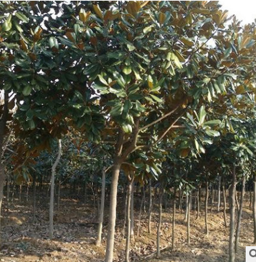 湖南桂花苗報(bào)價(jià)|湖南桂花苗基地報(bào)價(jià)表|湖南桂花苗圃批發(fā)價(jià)格|湖南桂花苗供貨商