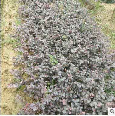 湖南基地直銷紅桎木紅繼木球園林綠化工程樹木紅花繼木價(jià)格 紅花繼木苗木