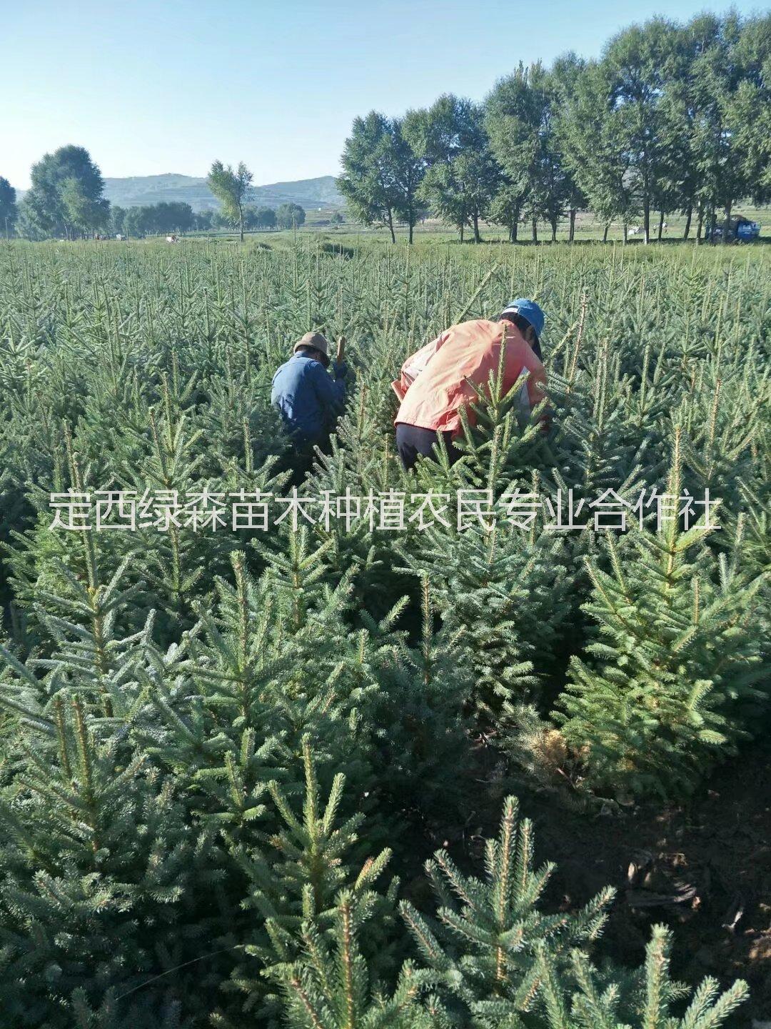 甘肅云杉|甘肅云杉價格 甘肅云杉|2米3米甘肅云杉價格