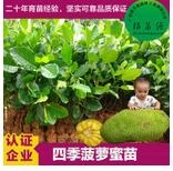 菠蘿蜜樹苗 菠蘿蜜樹苗供應(yīng)商 菠蘿蜜樹苗批發(fā) 菠蘿蜜樹苗價(jià)格