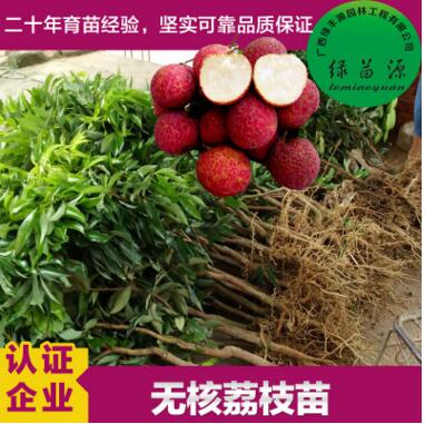荔枝苗 無(wú)核荔枝苗 妃子笑荔枝苗 桂味荔枝苗