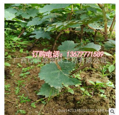 葡萄苗 巨峰葡萄苗 無(wú)核葡萄苗 葡萄苗批發(fā)價(jià)格